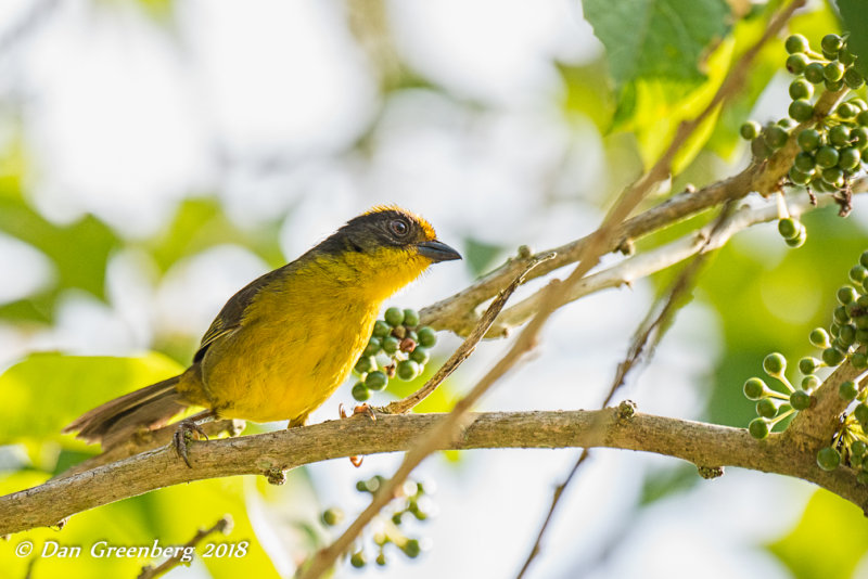 Pale-naped Brush-finch