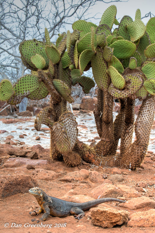Land Iguana and Cactus