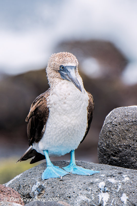 Blue-footed Booby