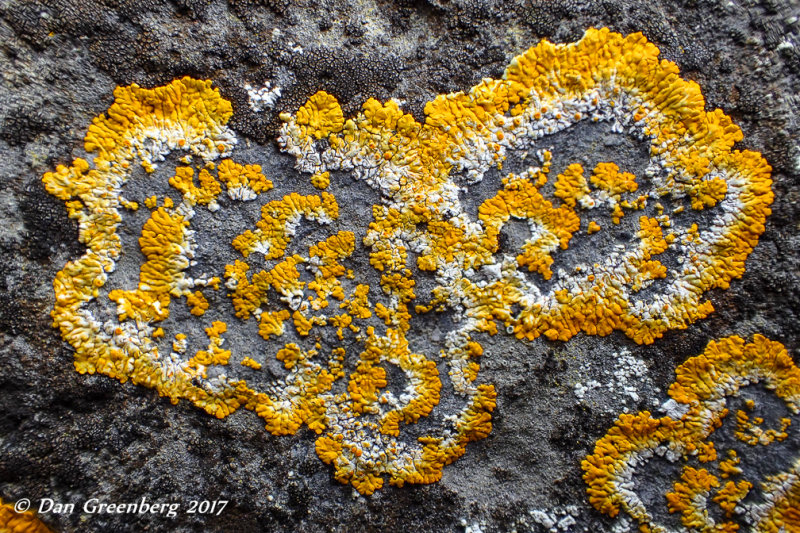 Lichen on an Ancient Stone Wall