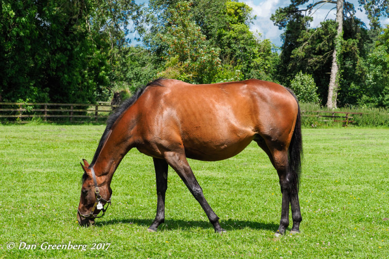 Thoroughbred Grazing