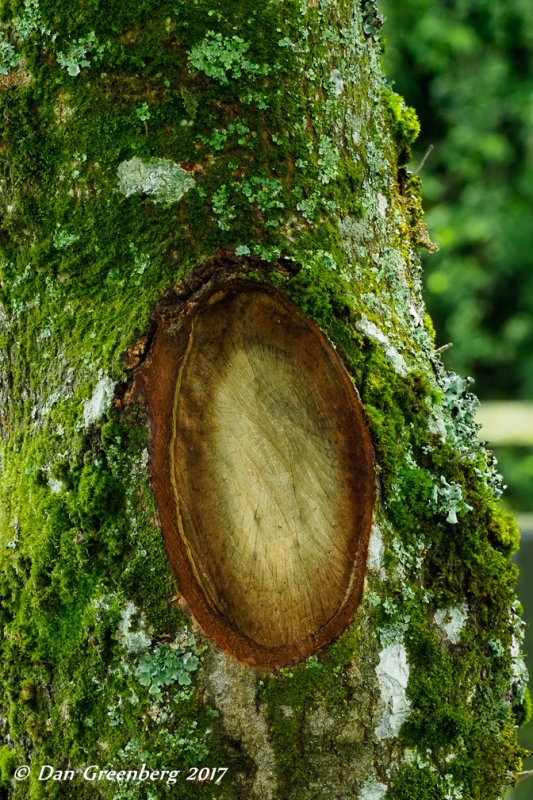 Missing Branch on a Moss Covered Tree