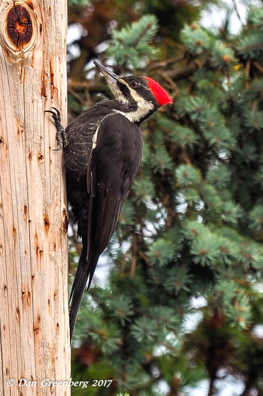 Pileated Woodpecker (female)