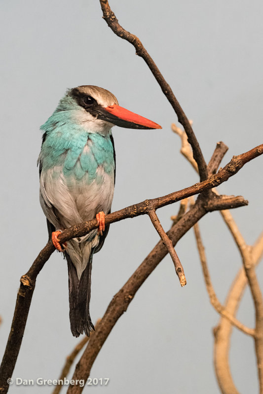 Blue-breasted Kingfisher