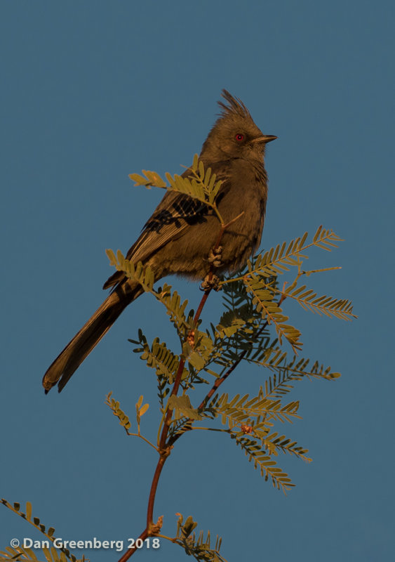 Phainopepla (female)