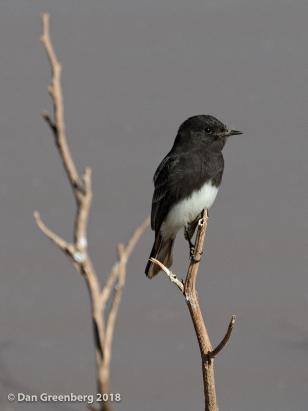 Black Phoebe