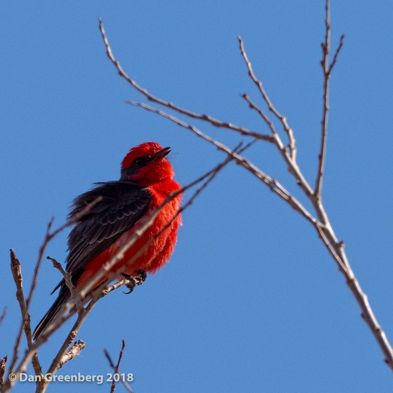 Vermilion Flycatcher