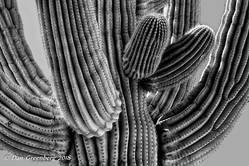 Saguaro Abstract