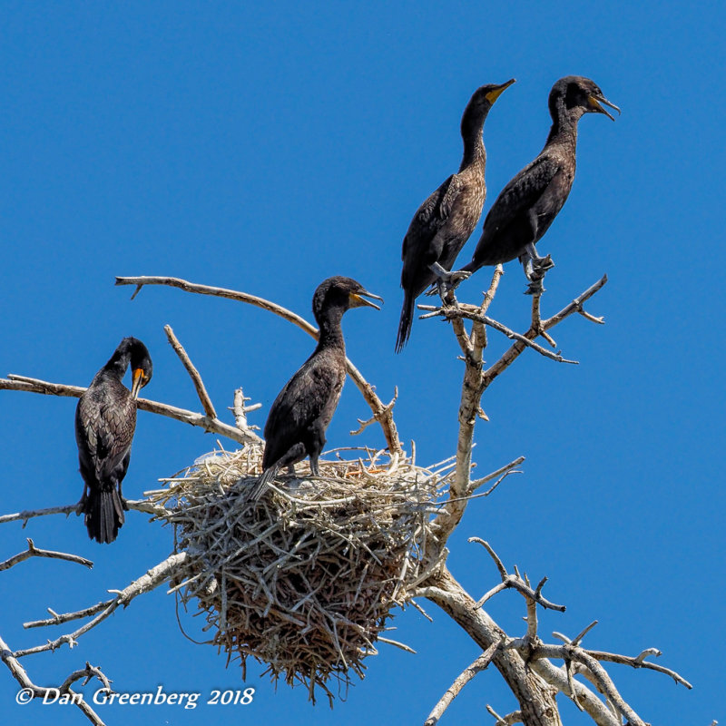 Double-crested Cormorants with Nest