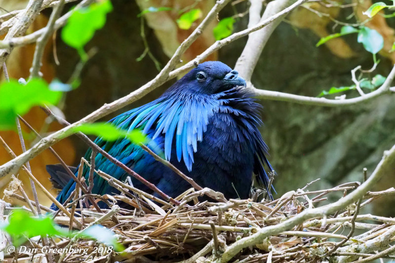 Nicobar Pigeon