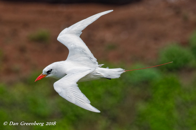 Red-tailed Tropicbird