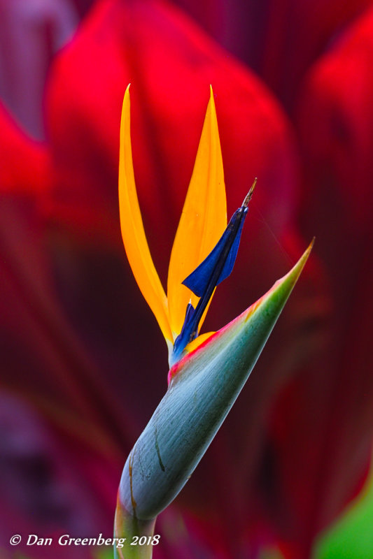 Bird of Paradise