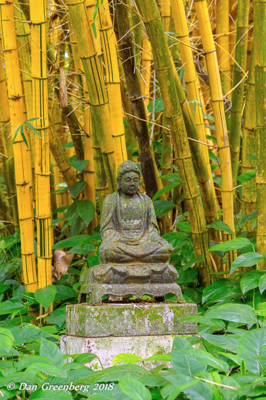 Buddha Amidst the Bamboo