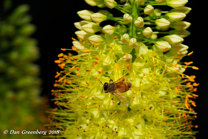 Honey Bee on a Flower