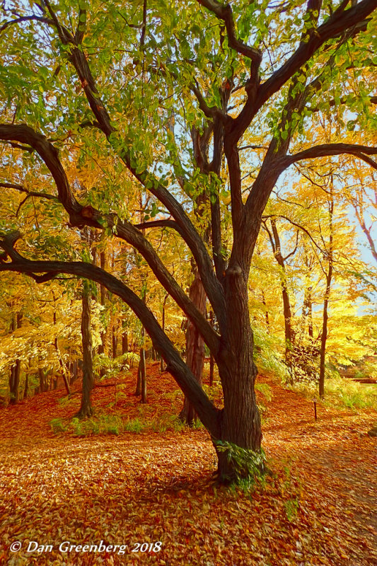 Fall Color in Distinct Layers