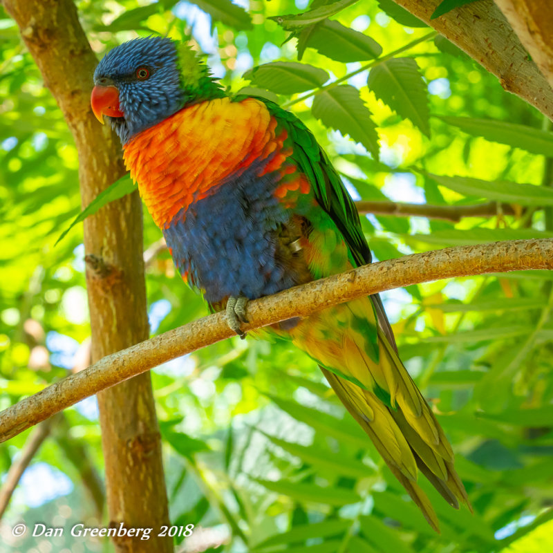 Rainbow Lorikeet