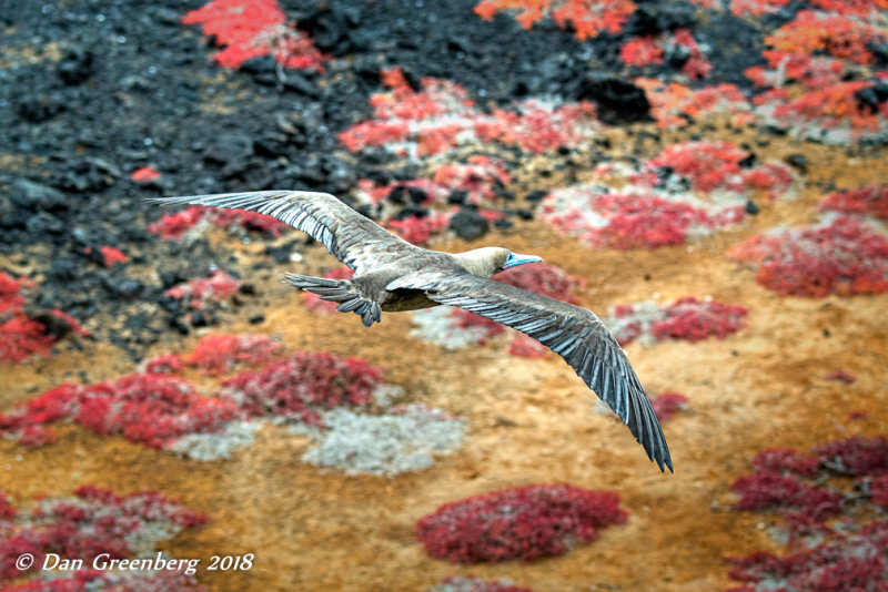 Red-footed Booby