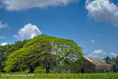 Tobacco Plantation