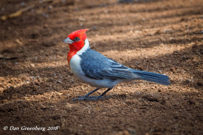 Red-Crested Cardinal