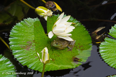 Hiding Under a Lotus Flower