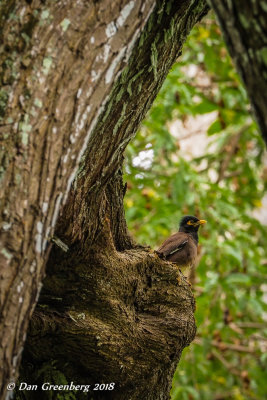 Yellow-masked Myna Bird