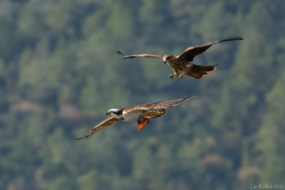 Osprey