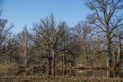 Pededze oaks in death-prone environment