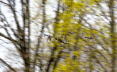 Mallards flying over Salaca