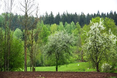 Not quite postcard, but deeply rural scene near Plavinas