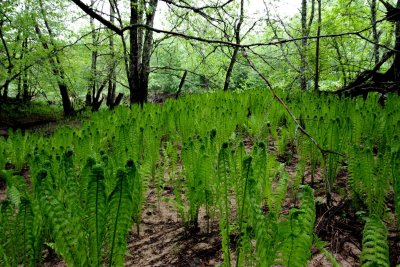 Pededze forests, plagued by symbols of fertility