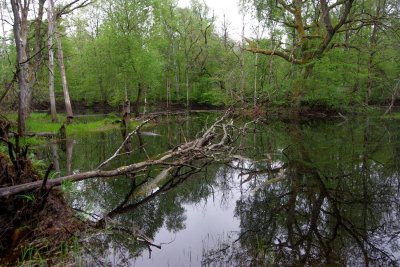 Pededze forests just after spring flood craze