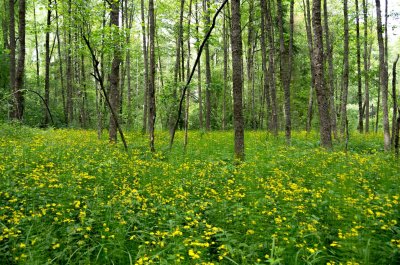 Primeval-looking forest in Rakupe valley