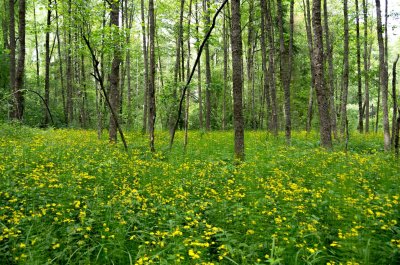 Primeval-looking forest in Rakupe valley