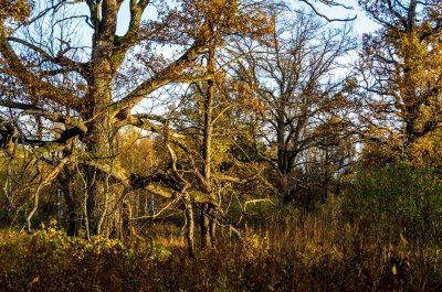 Ultimate oak wilderness in Pededze forests