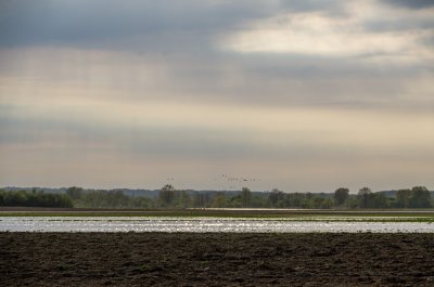 Flooded Dviete meadows in May