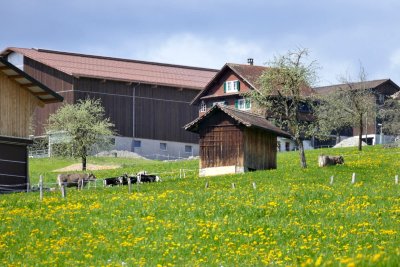 Schwyz