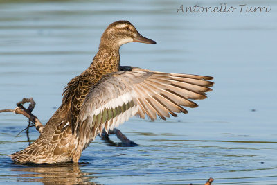 Garganey