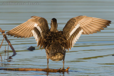 Garganey