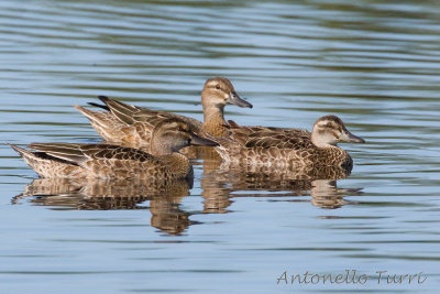 Garganey