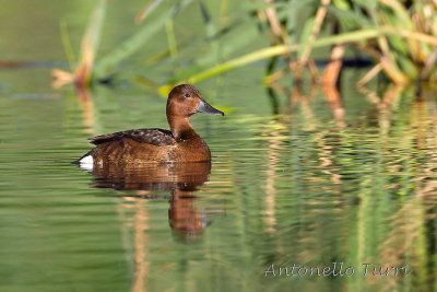 Ferruginous Duck