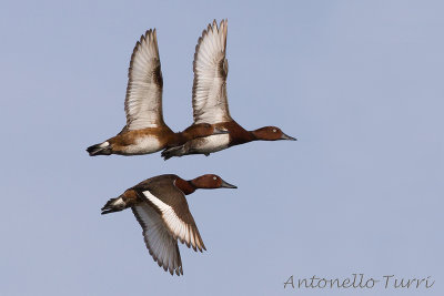 Ferruginous Duck