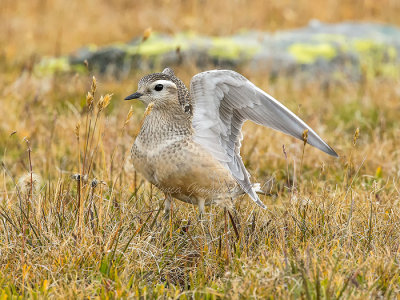 Eurasian Dotterel