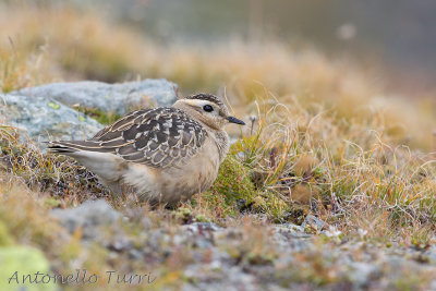 Eurasian Dotterel