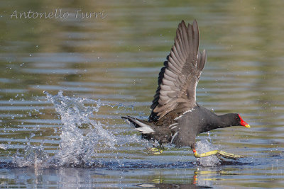 Common Moorhen