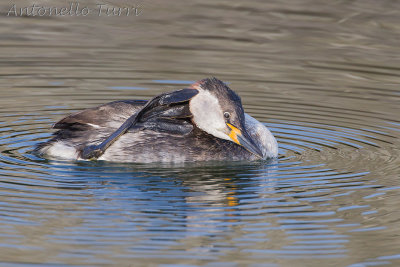 Red-necked Grebe