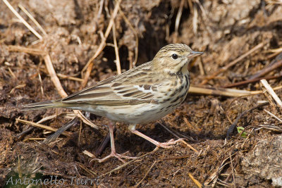 Tree Pipit