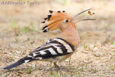 Eurasian Hoopoe