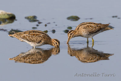 Common Snipe