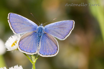 Polyommatus icarus (m.)