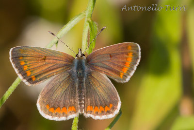 Polyommatus icarus (f.)